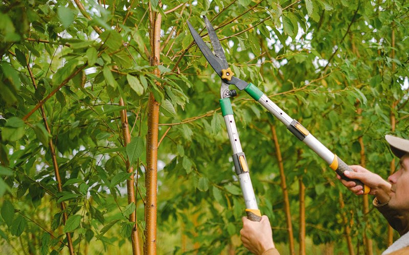 Tree trimming in Alburtis, PA