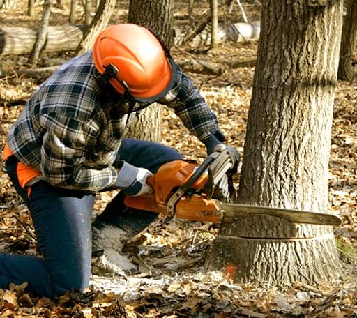 Tree Removal in Alburtis, PA